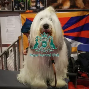Tibetan Terrier at Discover Dogs