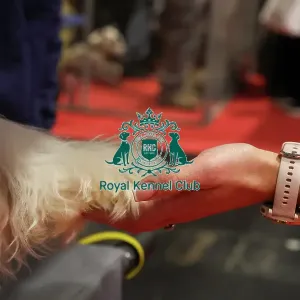 Tibetan Terrier at Discover Dogs