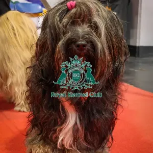 Tibetan Terriers