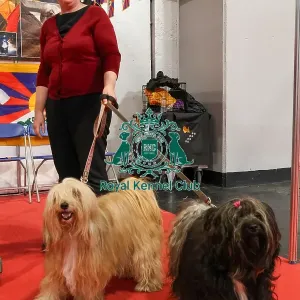 Tibetan Terriers with owner