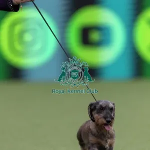 Tommy, Dachshund (Wire Haired) Tommy, Dachshund (Wire Haired)