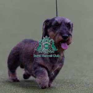 Tommy, Dachshund (Wire Haired) competing in the Junior Warrant Final today (05) Tommy, Dachshund (Wire Haired) competing in the Junior Warrant Final today (05)