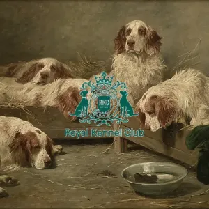 An Unexpected Visitor, Clumber Spaniels in a Kennel An Unexpected Visitor, Clumber Spaniels in a Kennel