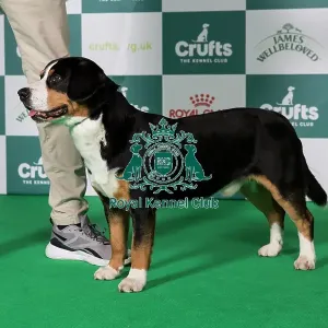 Any Variety Imported Breed Register (Working) 2025