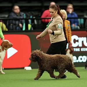 Viktoria Kyselova from Slovakia with Taco, a Spanish Water Dog, which was the Best of Breed winner today (Thursday 09. 03. 23), the first day of Crufts 2023, at the NEC Birmingham