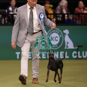 Vulnerable Breed Competition Crufts 2022