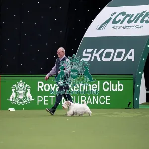Vulnerable Breeds Competition Final