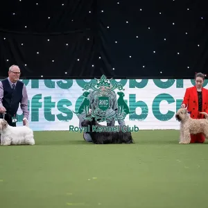Vulnerable Breeds Competition Final