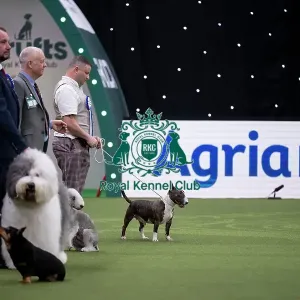 Vulnerable Breeds Competition Final