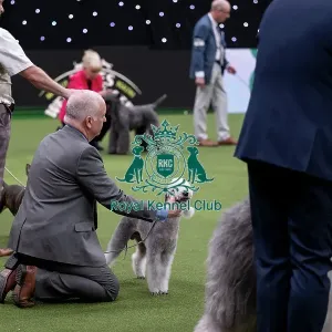 Vulnerable Breeds Competition Final