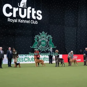 Vulnerable Breeds Competition Final