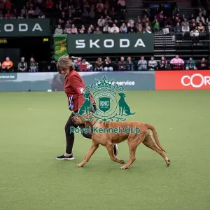 Vulnerable Breeds Competition Final