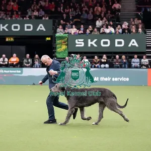 Vulnerable Breeds Competition Final