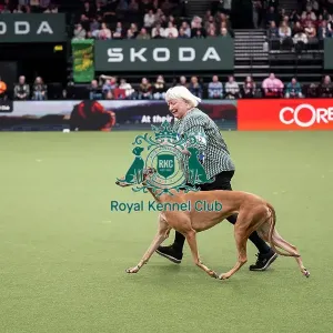 Vulnerable Breeds Competition Final