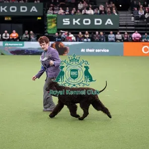Vulnerable Breeds Competition Final
