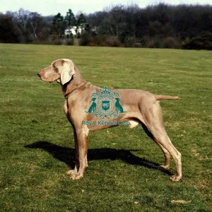 Weimaraner