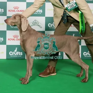 Weimaraner BOB