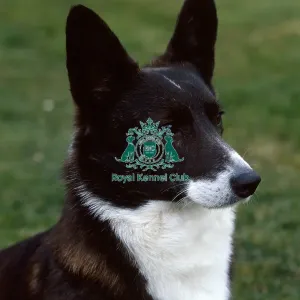 Welsh Corgi (Cardigan) Welsh Corgi (Cardigan)