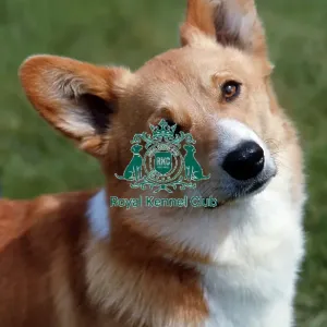 Welsh Corgi (Pembroke) Welsh Corgi (Pembroke)