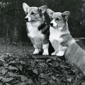 Collections: Vintage Dog Photos