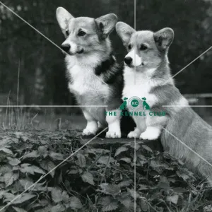 Welsh Corgis (Pembroke)