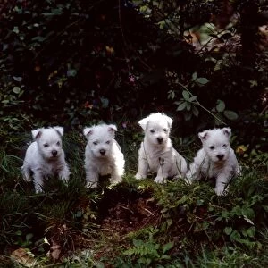 west highland white terrier puppies