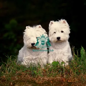West Highland White Terriers West Highland White Terriers