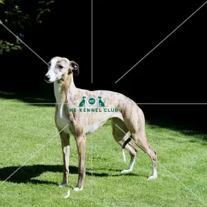 Art Prints, Posters Puzzles from The Royal Kennel Club