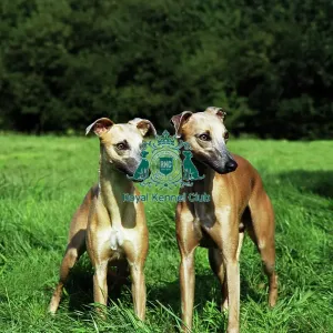 Whippets Whippets
