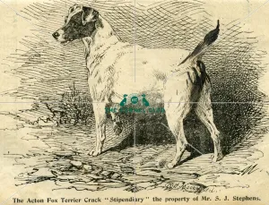 1895 Crufts Fox Terrier entry