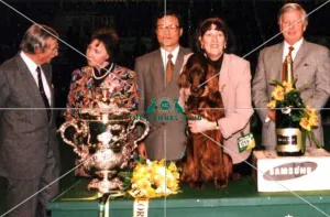 Crufts 2017