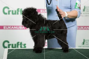 2018 Best of Breed Affenpinscher