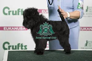 2018 Best of Breed Affenpinscher