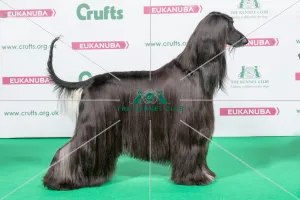 Afghan Hound
