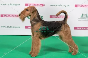 Airedale Terrier