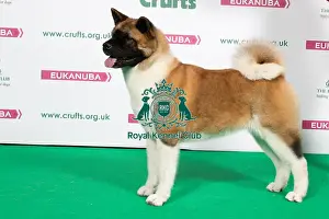 2018 Best of Breed Akita