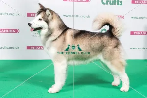 2018 Best of Breed Alaskan Malamute