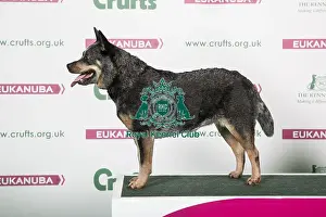 2018 Best of Breed Australian Cattle Dog