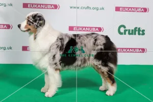 Australian Shepherd