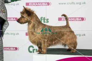 2018 Best of Breed Australian Terrier