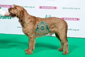 Hound Group Prints: 2018 Best of Breed AV Imported Register Hounds