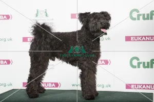 2018 Best of Breed AV Imported Register Pastoral 2018 Best of Breed AV Imported Register Pastoral