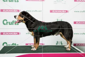2018 Best of breed AV Imported Register Working