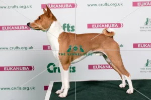 Crufts 2017