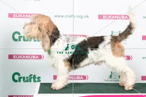 2018 Best of Breed Basset Griffon Vendeen (Grand)