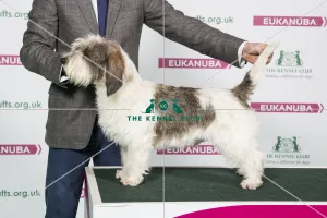 2018 Best of Breed Basset Griffon Vendeen (Petit)