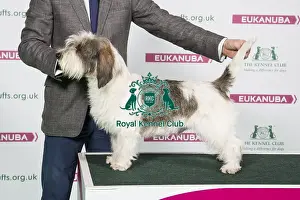 2018 Best of Breed Basset Griffon Vendeen (Petit)