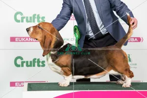 2018 Best of Breed Basset Hound