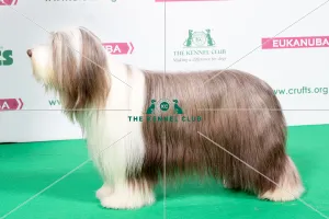 2018 Best of Breed Bearded Collie