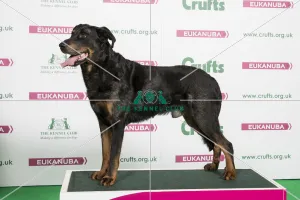 2018 Best of Breed Beauceron